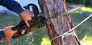 Best Tree Maintenance Programs  in Brockway, PA