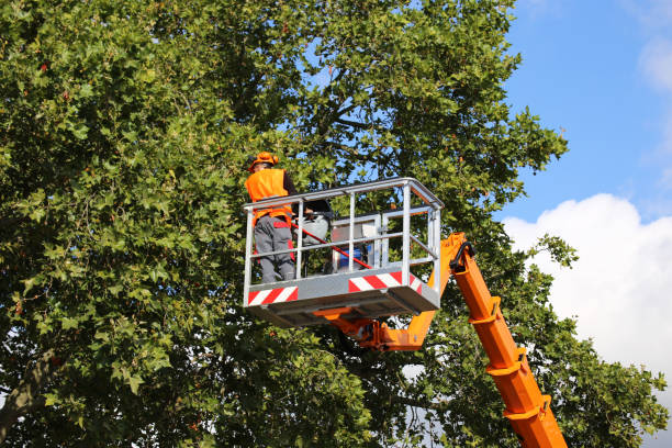 Best Arborist Consultation Services  in Brockway, PA