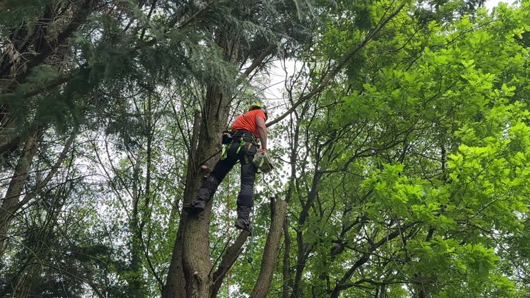 How Our Tree Care Process Works  in  Brockway, PA