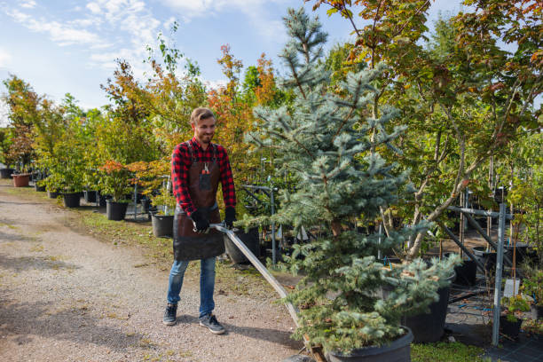 Best Tree Preservation Services  in Brockway, PA