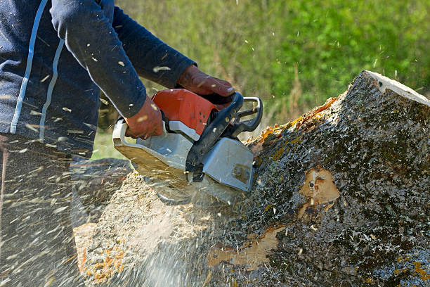 Best Seasonal Cleanup (Spring/Fall)  in Brockway, PA