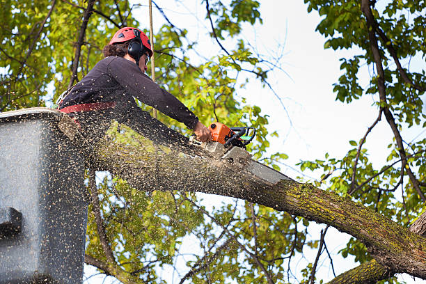 Best Tree and Shrub Care  in Brockway, PA